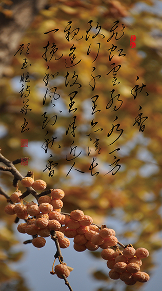 顾玉旺作品 《秋香》释文：飞虹云约水一方，致行千里亦清长 。亲逢故里月近人，一挽和风到秋香。